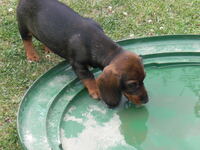 Akira liebt Wasser